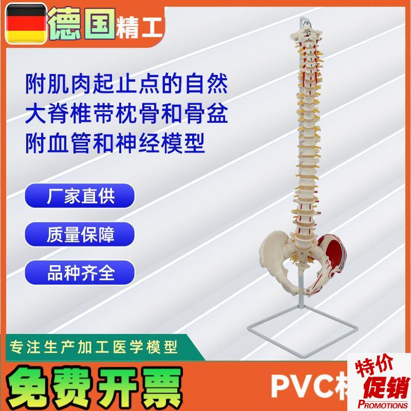 附肌肉起止点自然大脊椎带枕骨和L骨盆附血管和神经模型