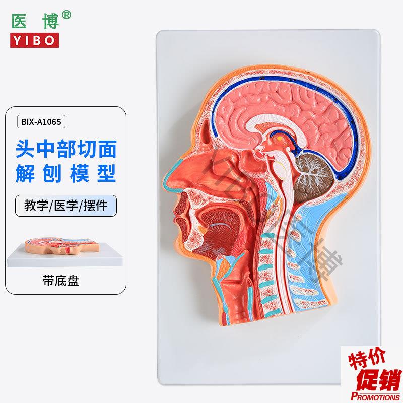 医博BIX-A10v65人体头部切面展示模型