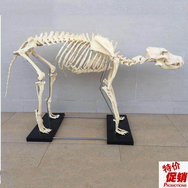 大型狗骨骼模型仿真塑胶犬骨架宠物狗骨标本动物成年塑Z料假骨关