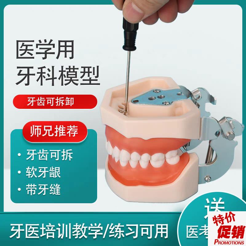 备牙模型仿真牙科展示磨牙技能考试离体树脂口腔R幼儿练习厂家特