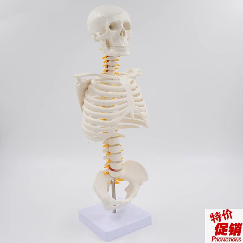 桌上型人体胸腔骨骼脊柱肋骨骶髂关节脊神M经半身骨骼医用教学美