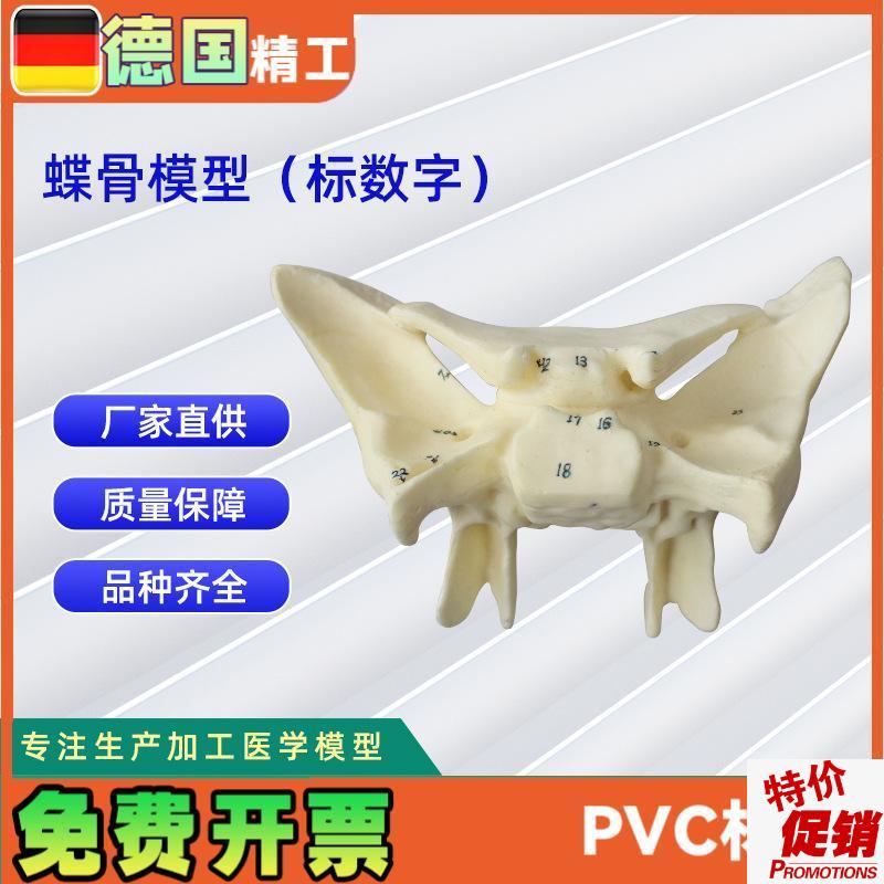人体蝶骨放f大标数字模型教学解剖模型蝶骨模型