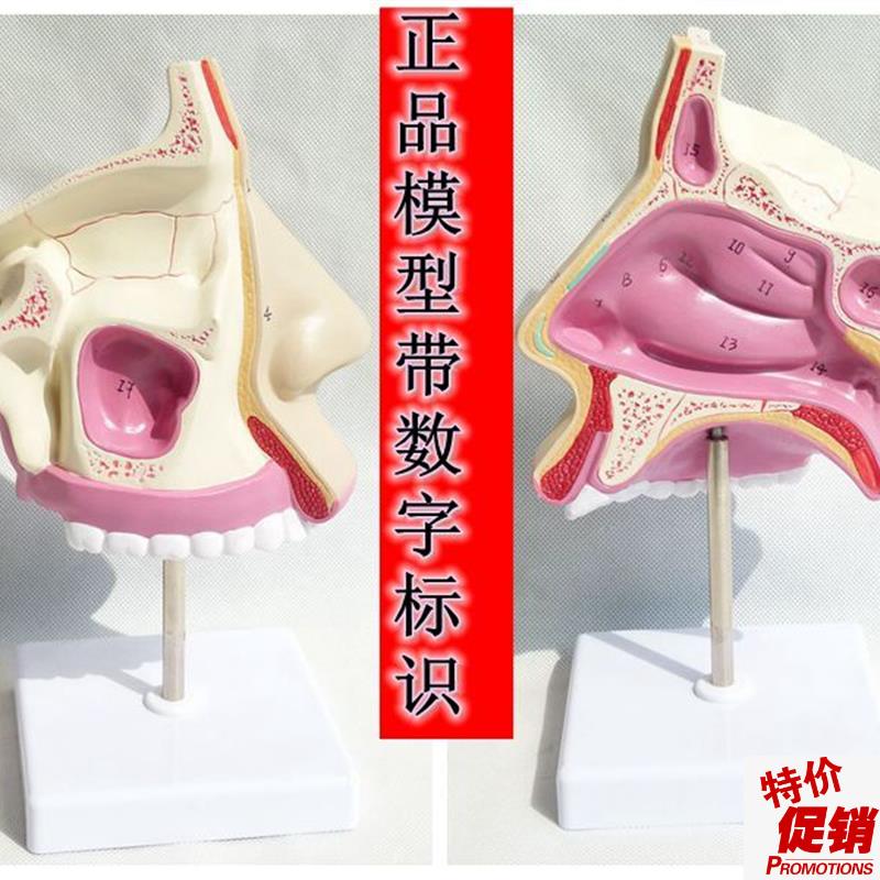 鼻腔解剖模型耳j鼻喉科医用模型鼻腔模型鼻子模型口鼻结构模型