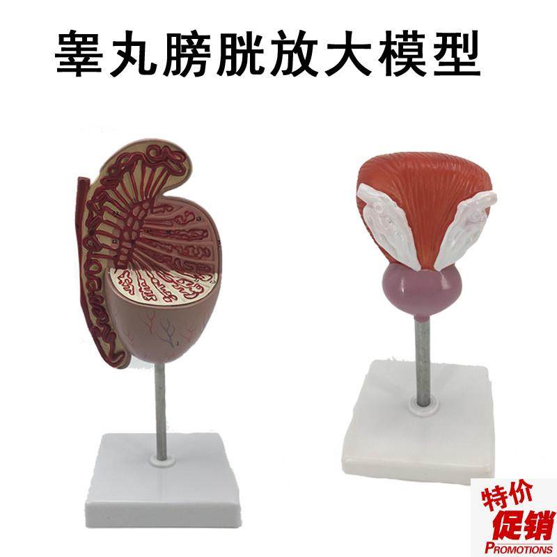 睾丸膀胱前列腺放大模型男A性人体生殖系统解剖放大模型