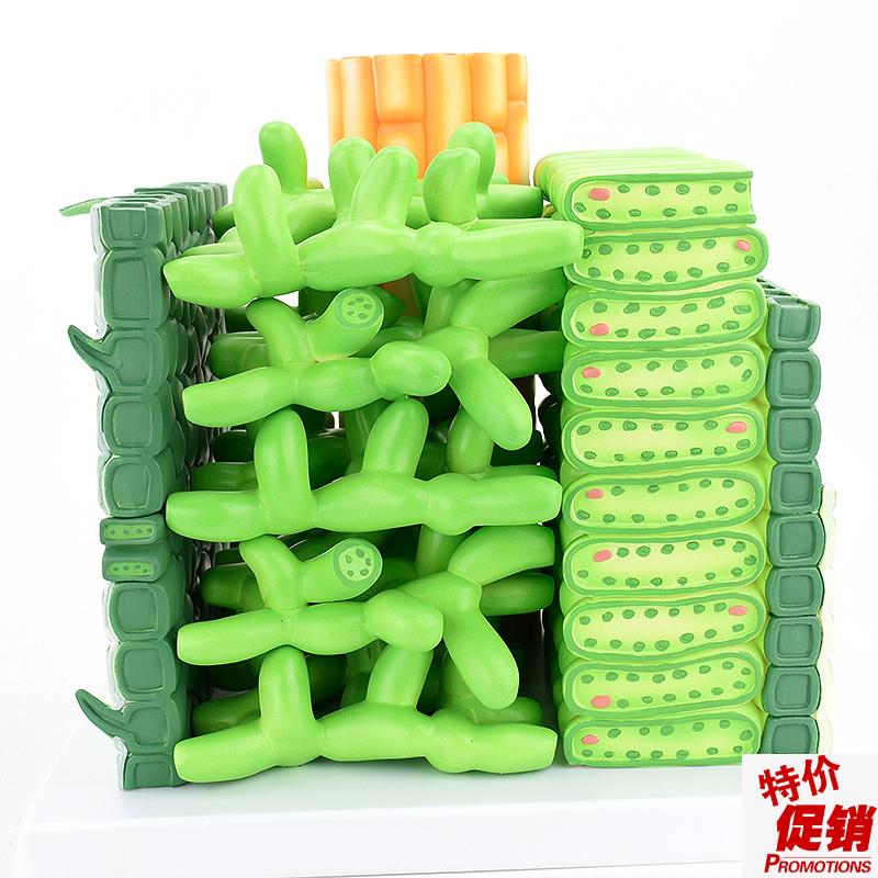 ENOVO颐诺双子子叶结构放大B模型植物学农业职业高职教学培训教