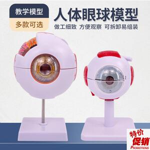 正品高端专业版医用o人体眼球解剖模型眼睛解剖结构五官眼科模型