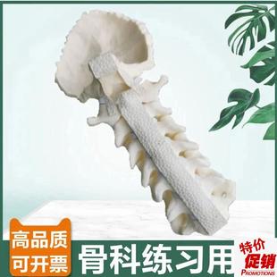 骨科手术实训用假骨颈椎带枕骨y神经临床医生考试用仿真骨打孔固