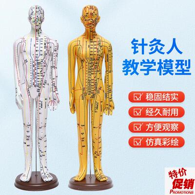 人体针灸a模型人经络穴位中医全身十二铜人模特图练习小皮人可扎