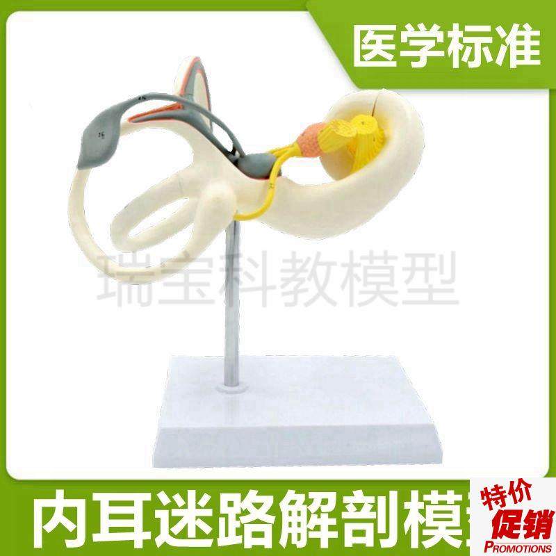 内耳模型骨迷路鼓膜听q小骨人体耳朵结构听神经五官科临床医用教,玩具/童车/益智/积木/模型,其他模型玩具,淘宝优惠券,粉丝福利购,淘宝优惠卷