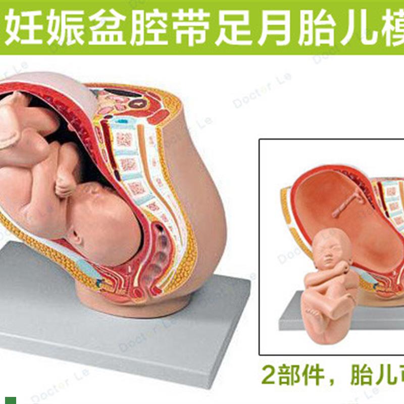 女性盆腔附9个月足月胎儿壬辰盆腔模型妇产计Y生医教模型