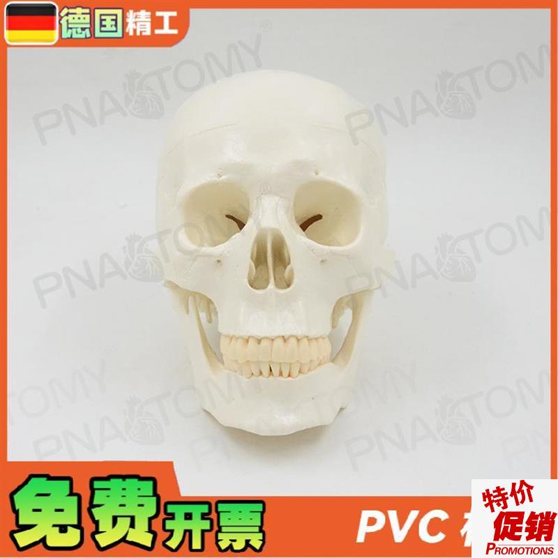 德国】11大小白色仿p真人体头颅骨骷髅头骨模型可拆卸美术素描