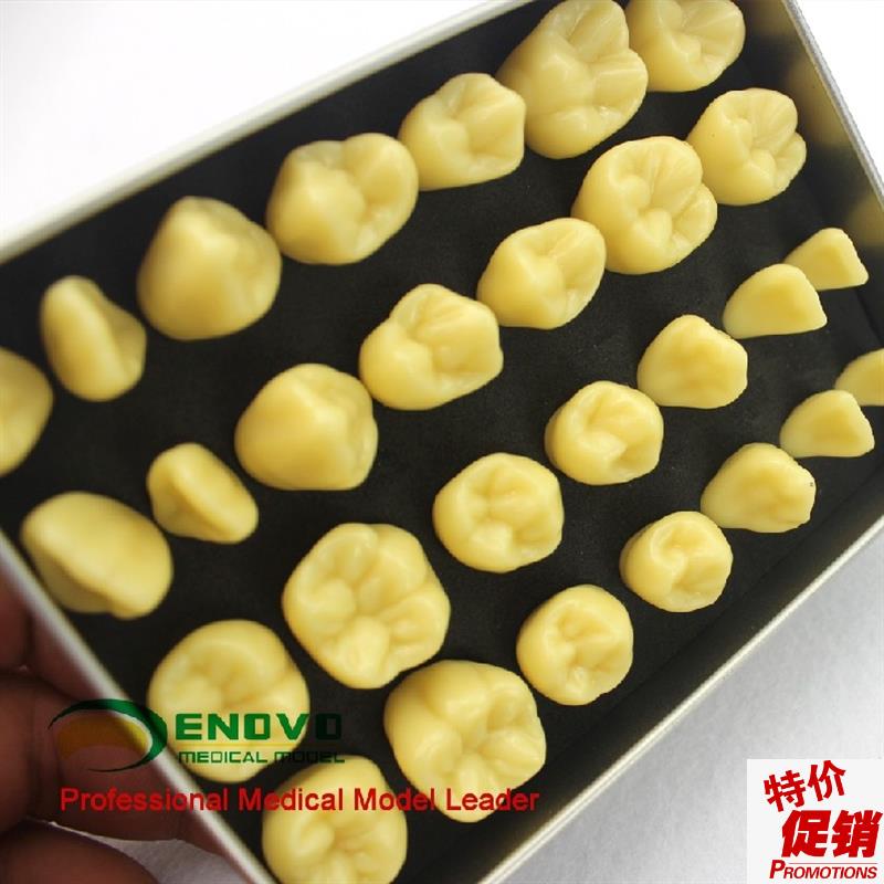 ENOVO颐诺2倍雕牙p练习指导模型牙颌面口腔学教学雕牙齿模型成人