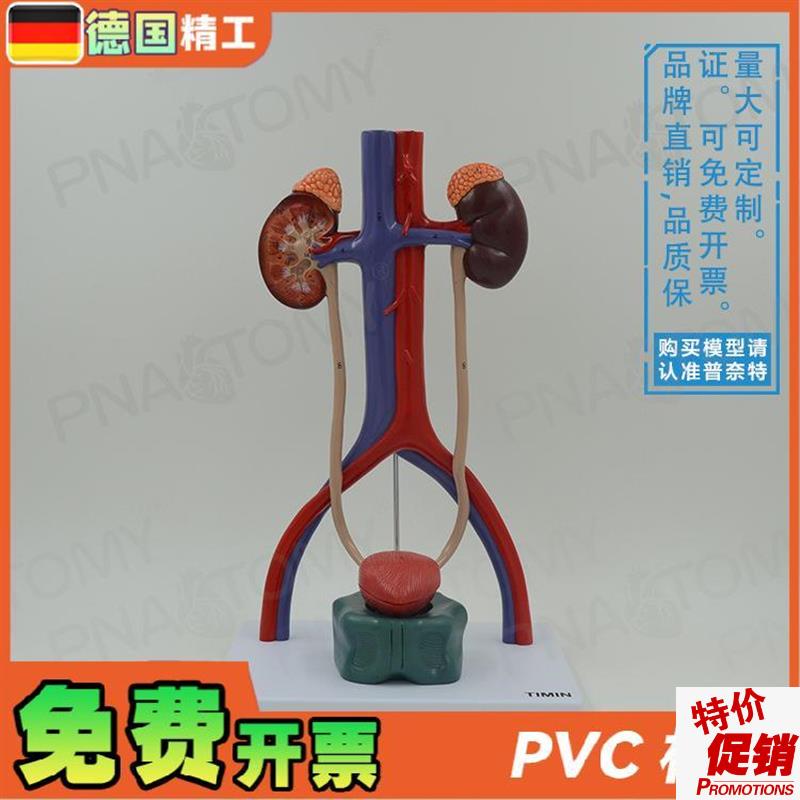 德国】人体膀胱肾脏输尿r管尿道泌尿生殖系统动静脉解剖模型泌尿