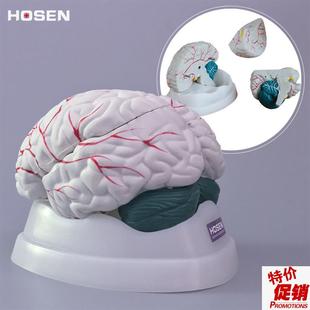 大脑模型人体脑部结构可拆u解剖脑干小脑器官医学教学模具教具玩