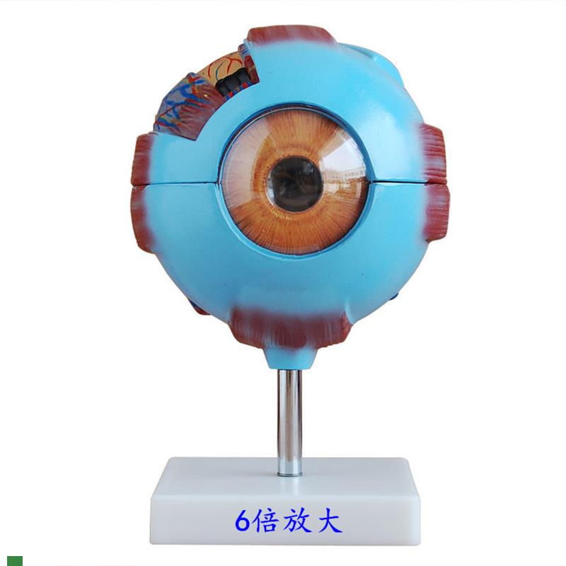 眼球放大模型,人体s解剖教学展示眼睛可拆卸结构包邮