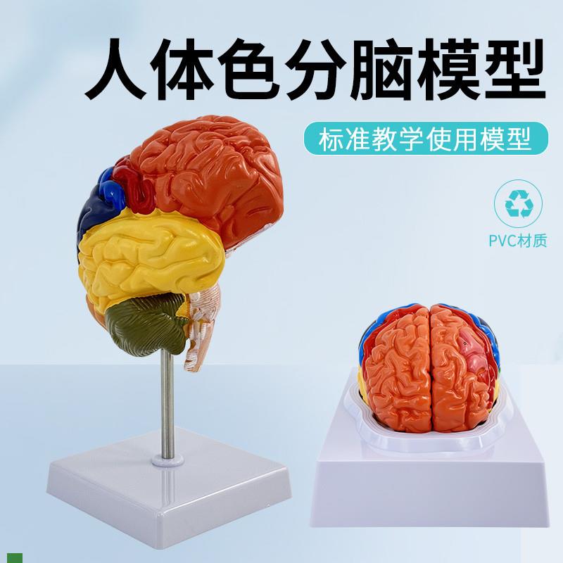 色分脑解剖人体脑模型脑色分模型脑功能分L区域大脑结构解剖模型