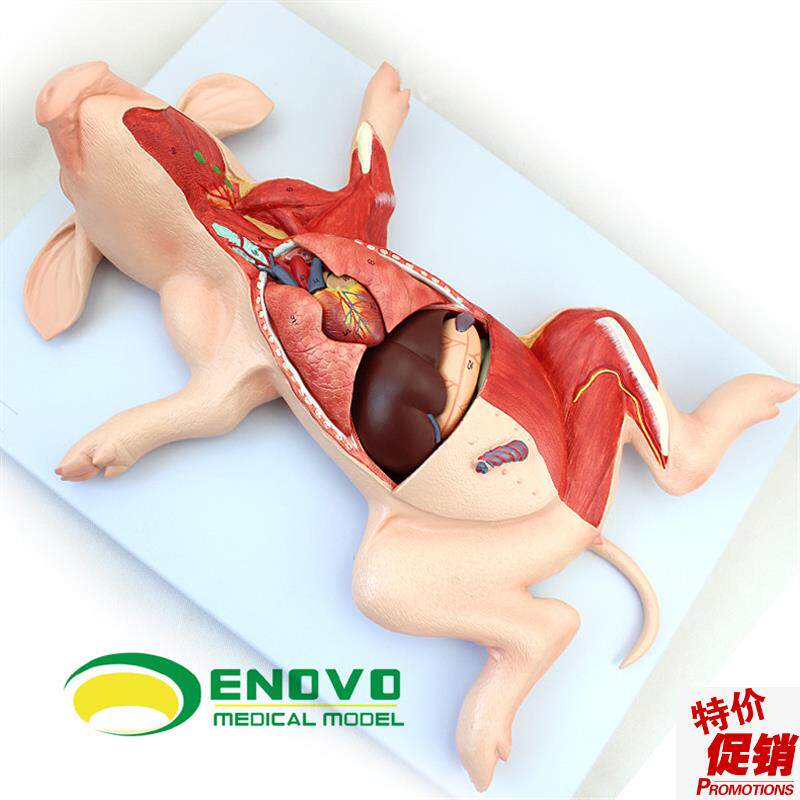 ENOVOe颐诺猪解剖模型猪胚胎猪器官内脏肌肉神经畜牧养殖学习动