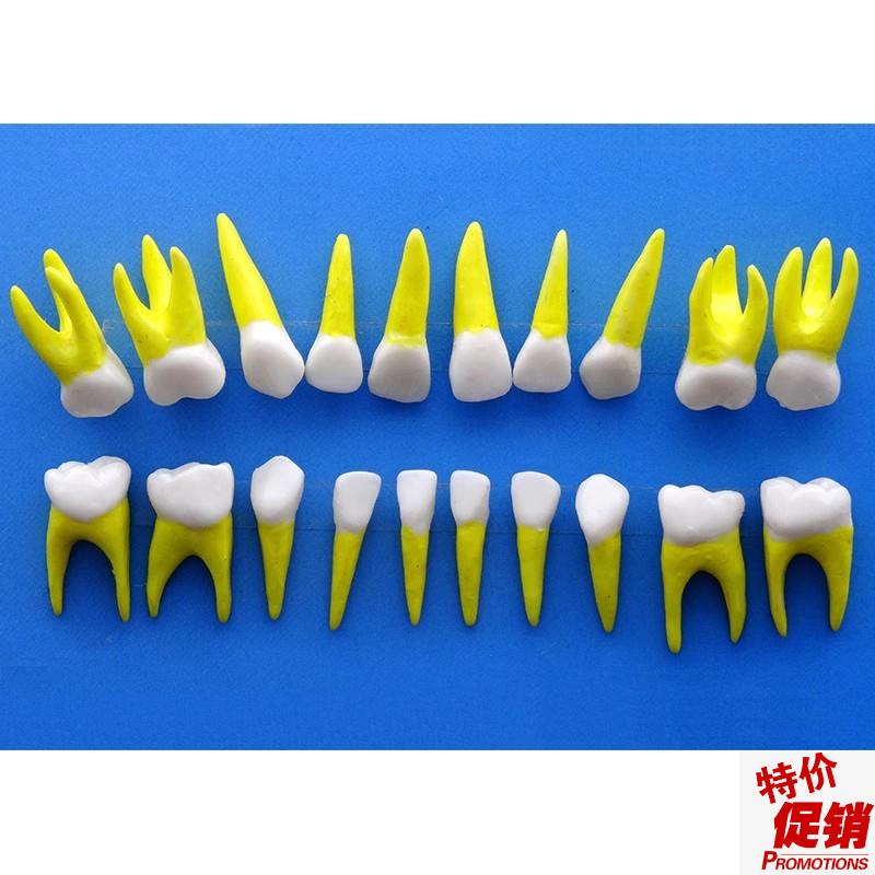 ENOVO颐诺乳牙牙齿1:1模H型乳牙牙列解剖结构模型