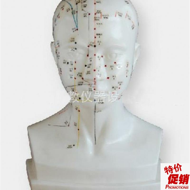 自然大头针灸自然大头针灸模C型头部针灸头穴位针灸模型