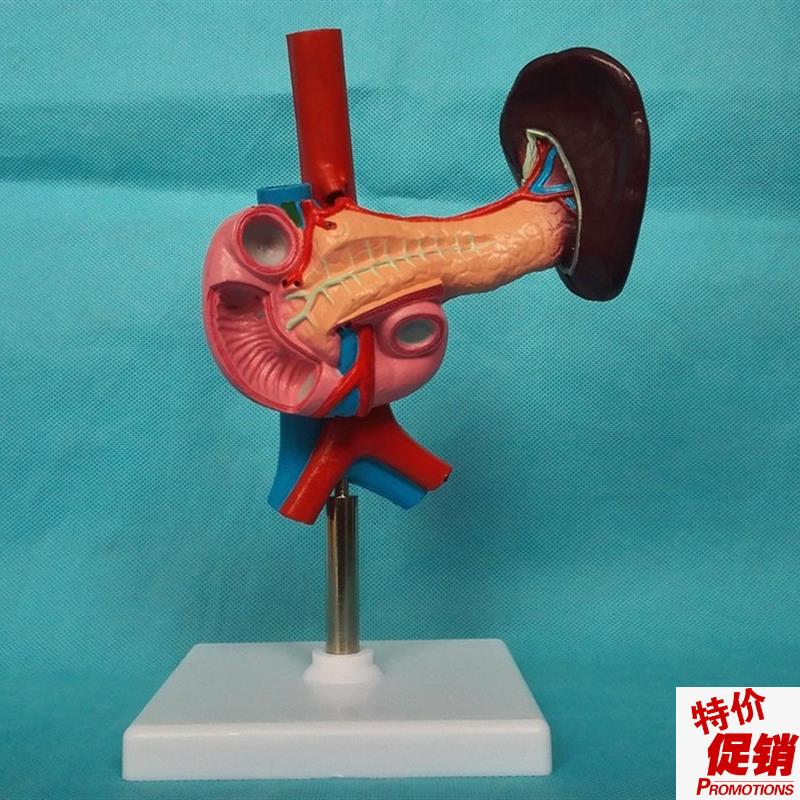 人体脾胰和十二指肠模型器官解剖模型医用教.学展示标本