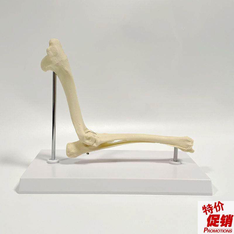 犬肘关节模型功能j韧带肱骨尺骨桡骨肩胛骨前肢腿骨后腿仿真狗骨,玩具/童车/益智/积木/模型,其他模型玩具,淘宝优惠券,粉丝福利购,淘宝优惠卷