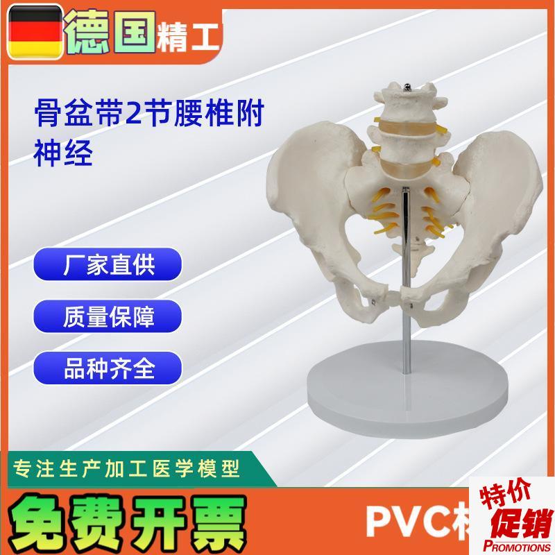 2节腰椎a带骨盆附神经仿真人体腰椎医学展示模型
