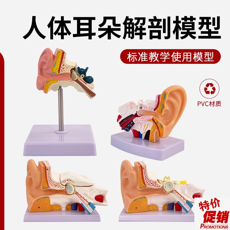 人体耳解剖模型耳朵内结构造听觉系统耳鼻喉科展示教Z学大耳模型