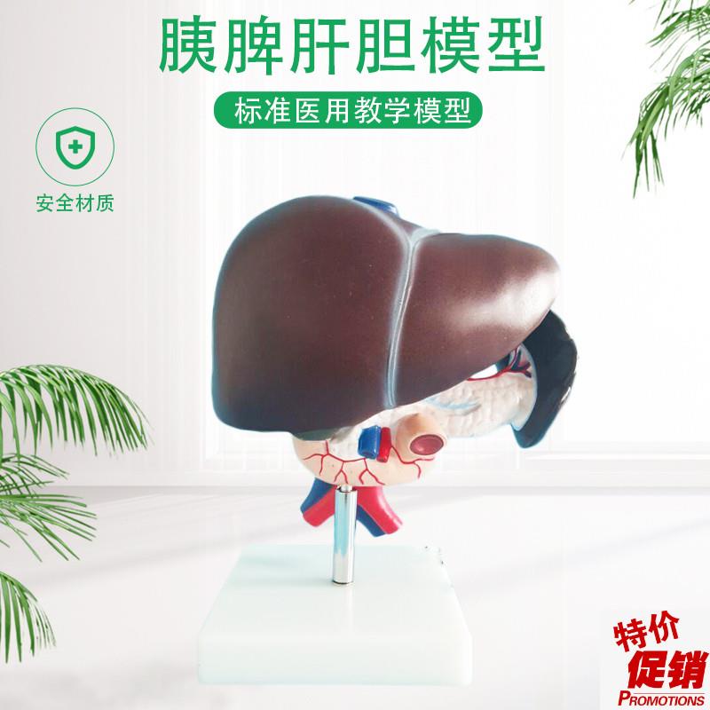 肝脏模型人体肝脏解剖肝解剖人肝肝胆模Y型有实拍图