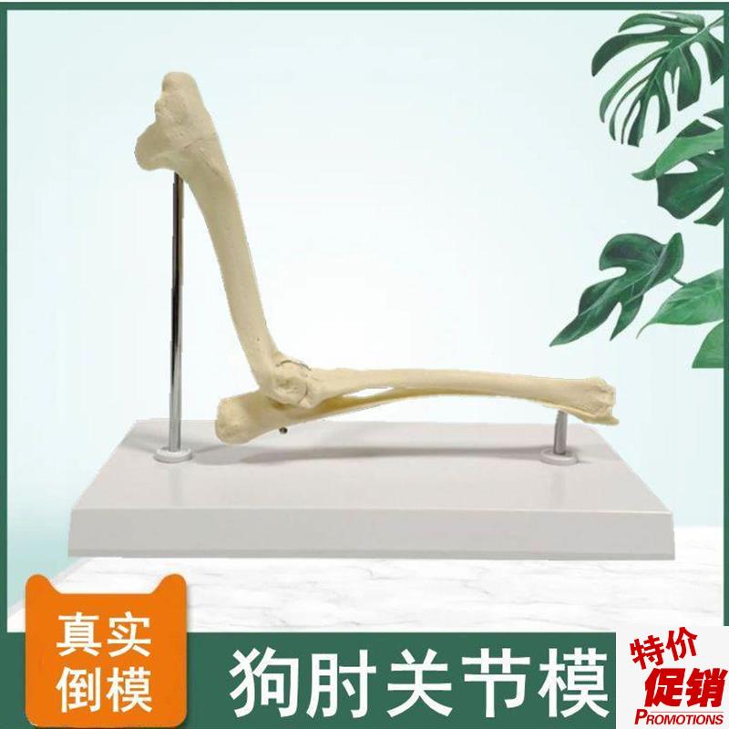 狗骨骼模型肘关节肱骨尺桡骨仿真塑胶骨头犬科动物前Z后肢肩关节