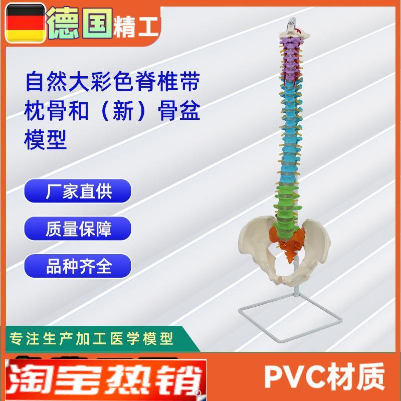 自然大彩色脊椎带枕骨和F新骨盆模型教学模型