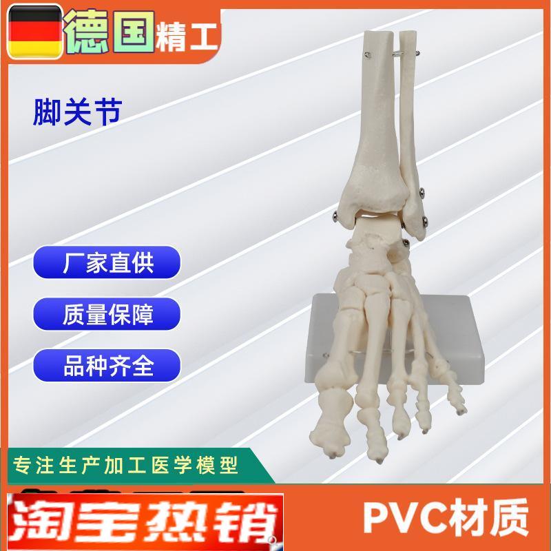 脚骨关节模型人r体骨骼模型工厂直营加工