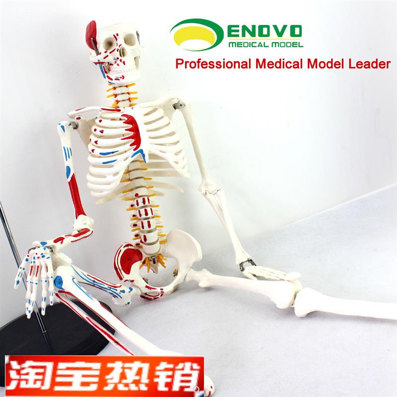 颐诺正品医用85CM人q体骨骼模型神经肌肉起止骨架小针刀脊柱模型