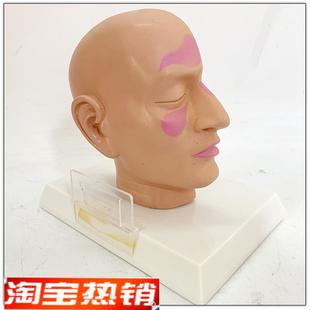 头部正中矢状切面k模型面部模型头部解剖模型脑解剖构造脑模型