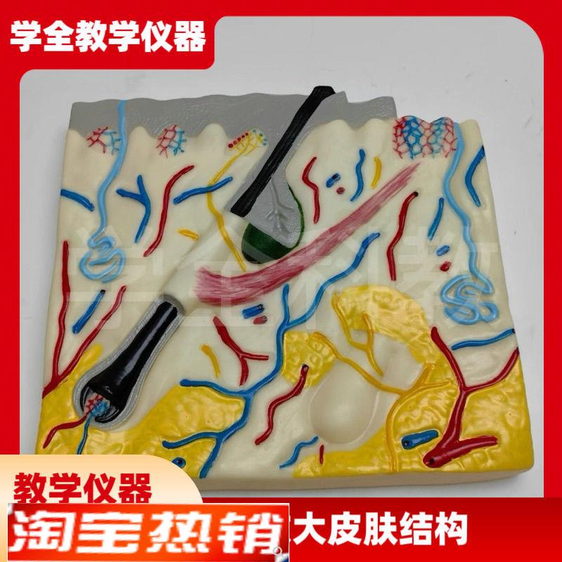 放大皮肤毛发结构解剖人体模型组织层次J构造毛囊立体生物医学教