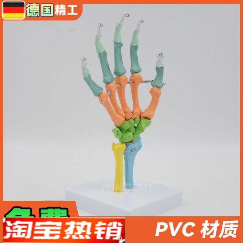 德国】1比1彩色可弯曲手骨v模型人体骨骼解剖腕关节尺骨桡骨写生