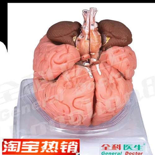 脑模型GD/AW18201