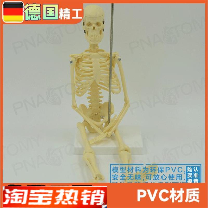 45cm小型人体全身骨骼模型可拆H卸可活动骷髅骨架玩具标本