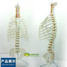 ENOVO颐诺医学人体脊柱胸廓结构模型脊椎骨盆整骨胸骨肋骨胸腔骼