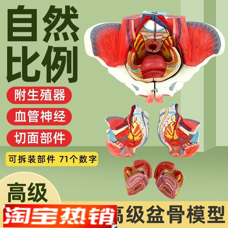 女性人体骨盆附生殖m器官血管神经肌肉解剖分娩演示教学盆底肌模
