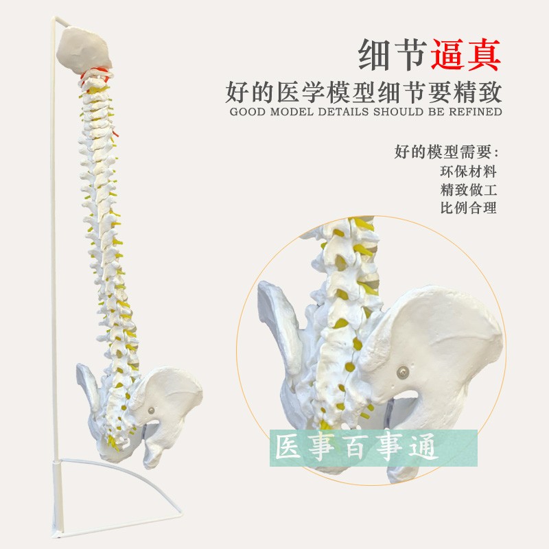 医用人体脊柱模型人体骨骼大脊椎成人1:1带颈椎胸椎尾.椎椎骨骨盆