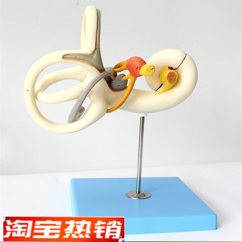 ENOVO颐诺人体内耳迷路半规管放E大模型听觉系统耳鼻喉科五官神经