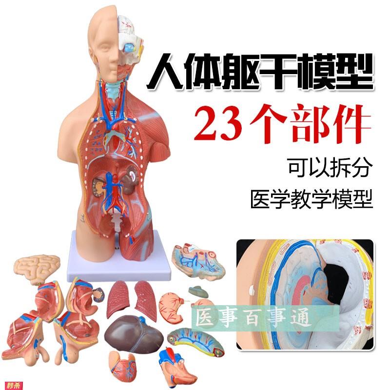 人体模型28CM躯干人体内脏解剖模型医学教具骨骼儿童益智玩具