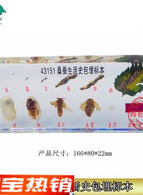 43151c桑蚕生活史包埋标本包埋标本教学标本中小学生物标本