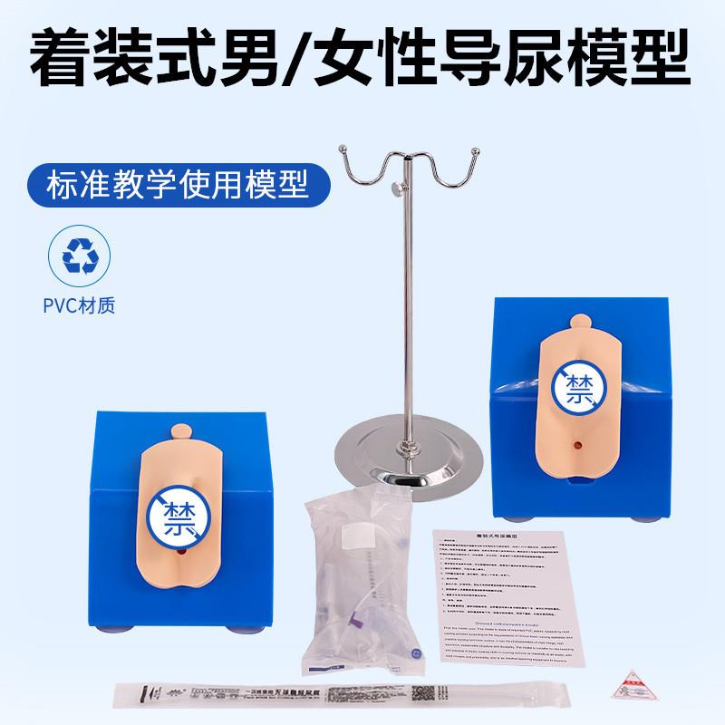 男性内外生殖器解剖及男性导尿模型男性泌尿系统生殖系统模型