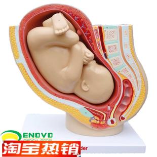 ENOVO颐诺人体女性妊娠u足月胎儿盆腔系统模型怀孕生殖系统子宫妇