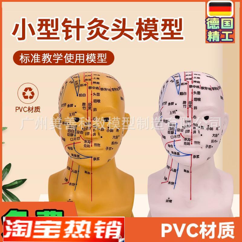 头部针灸穴位模型人体头部针灸模型D20CM小型头部四功能针灸模型