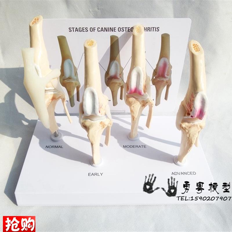 狗骨膝关节模型狗关节犬关节健H康关节教学演示对比模型