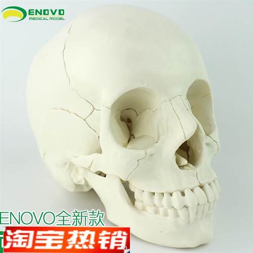 ENOVO颐诺医学用可分解人体头骨模型头颅骨拼装可拆W美容微整形教