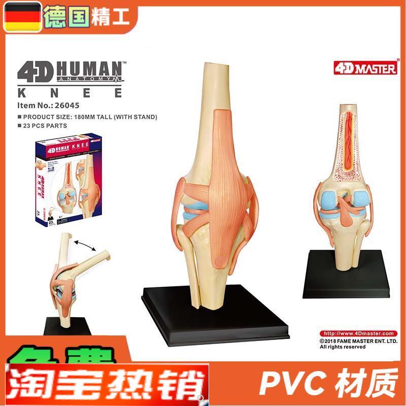 德国】4DMASTER人体膝关节模型可拆小型N关节解剖可弯曲骨科教学