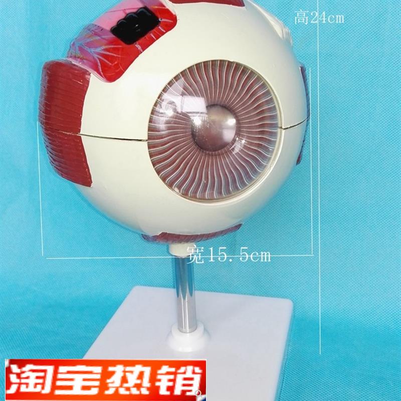 包邮眼球解剖模型(6倍)x眼器官解剖教学医用讲解教具人体